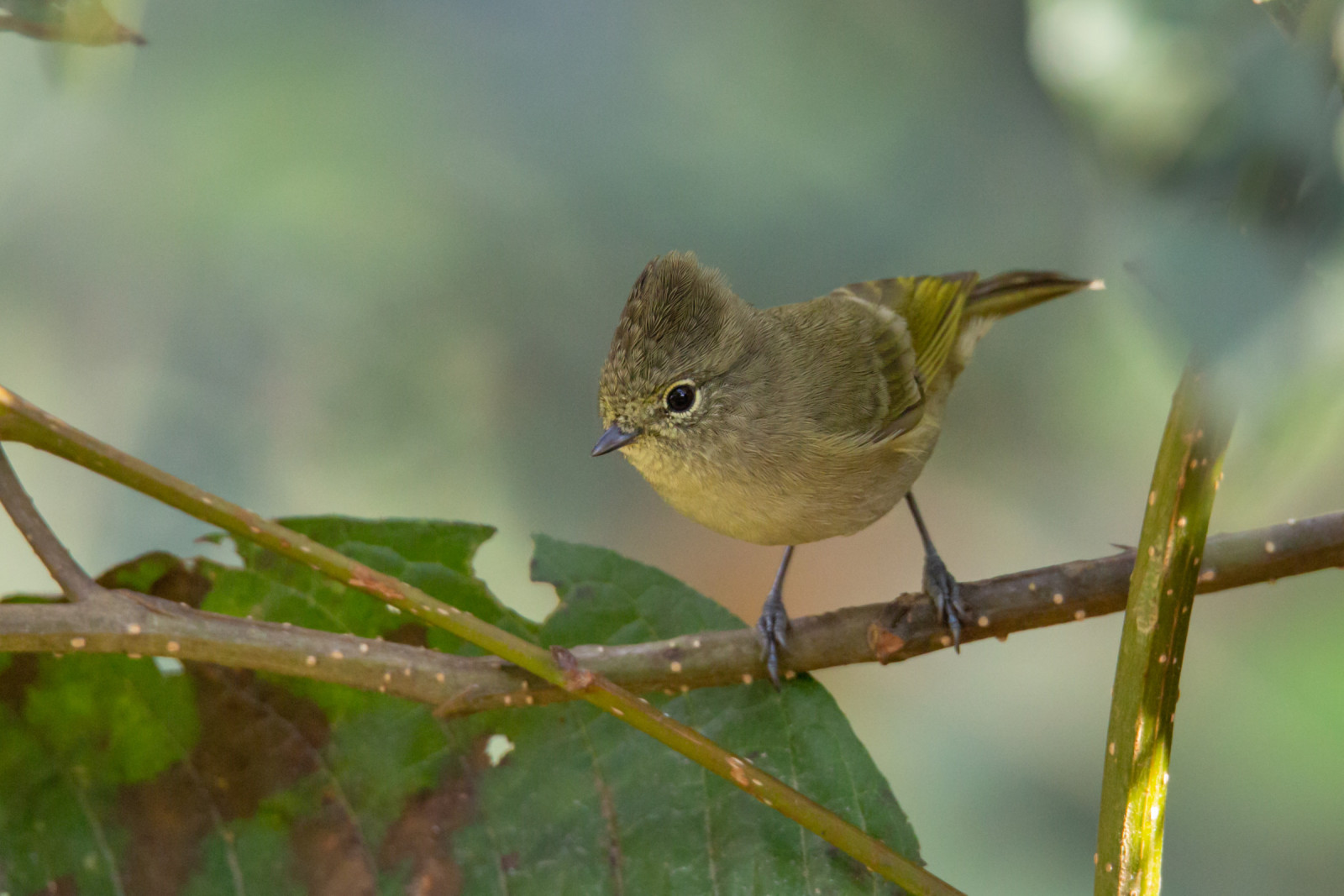 image Yellow-browed Tit